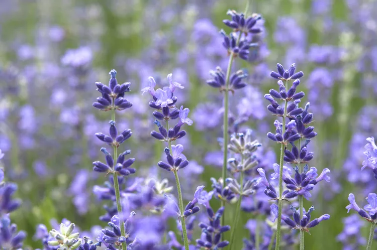 Lavender Munstead.