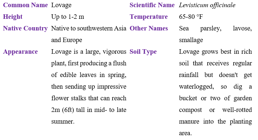 Lovage Table