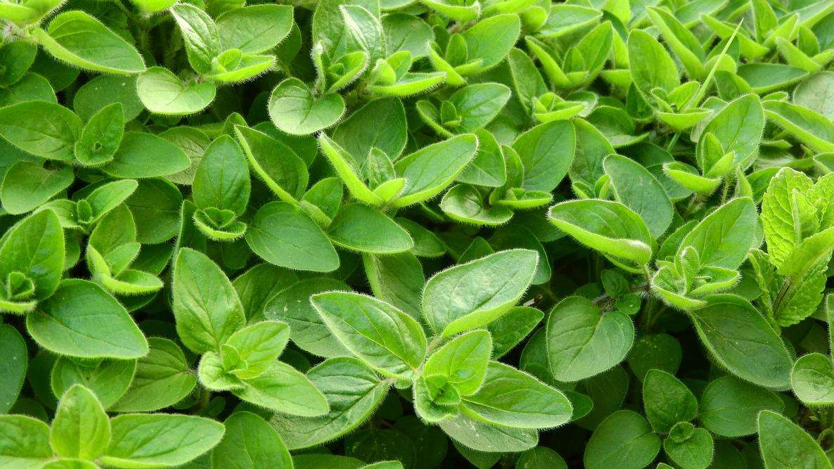 Marjoram.