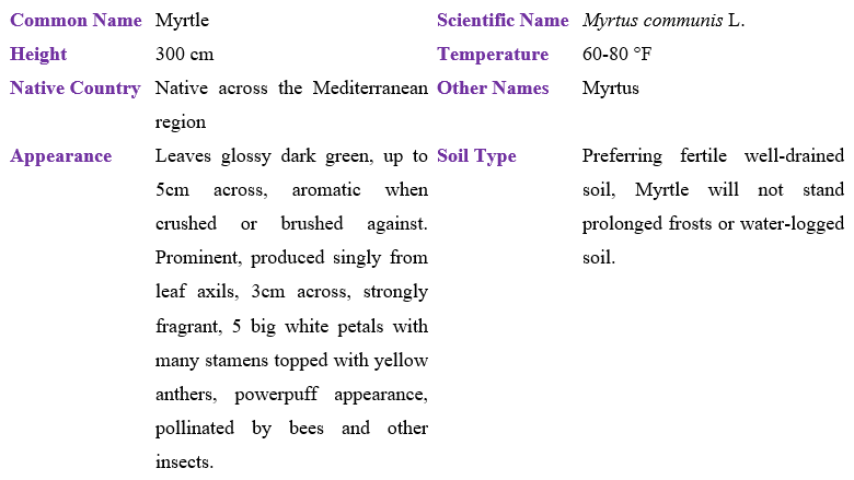 Myrtle table