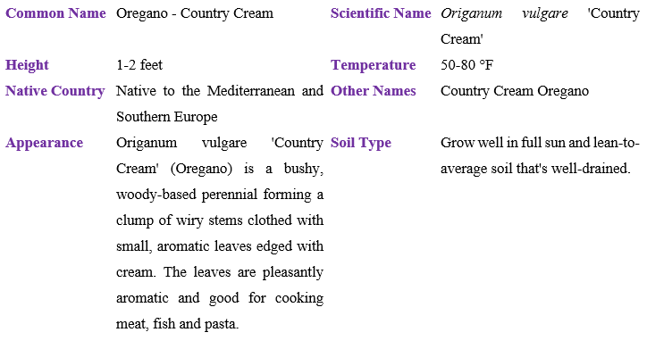 Oregano Country Cream table