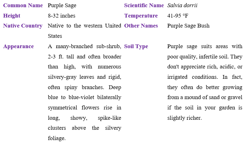 Purple Sage table
