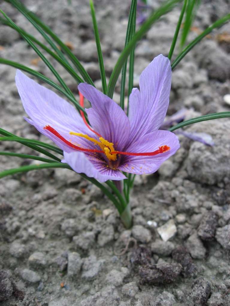 Saffron