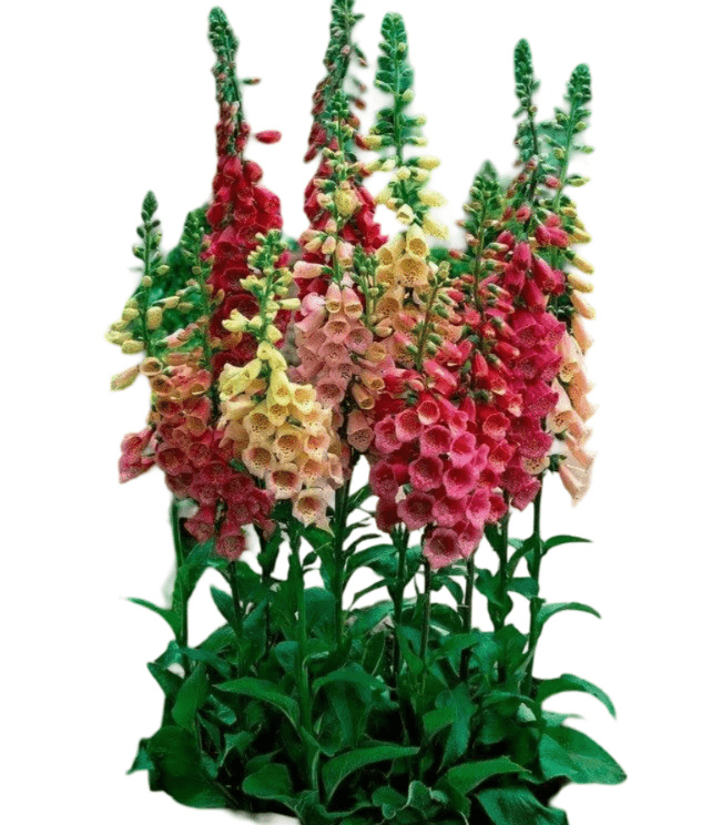 Foxglove. (1)