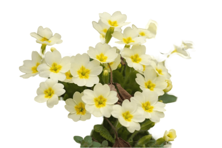 Primroses