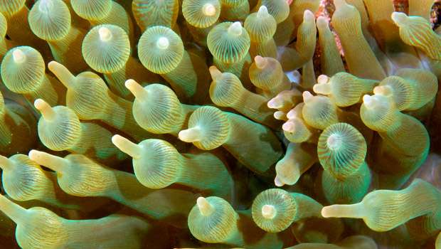 Bubble tip anemone.