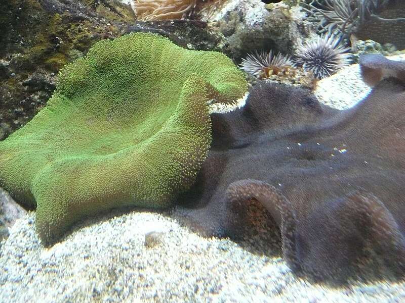 Haddon's Carpet Anemone