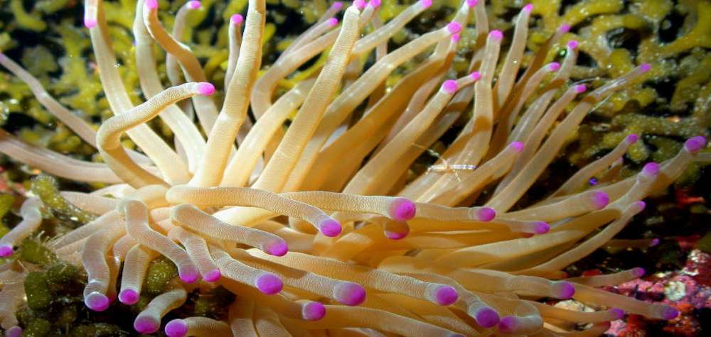 Haitian Reef Anemone