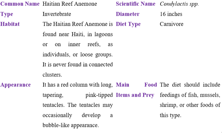 Haitian Reef Anemone Table