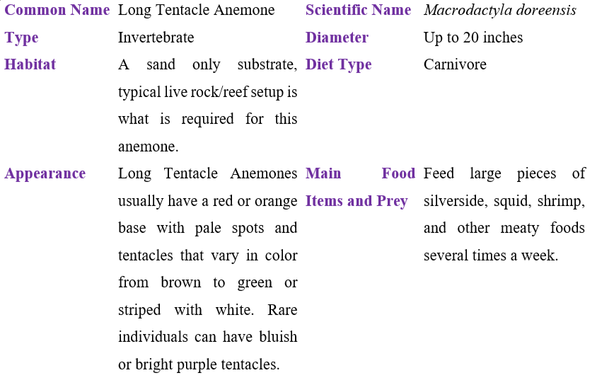 Long Tentacle anemone table