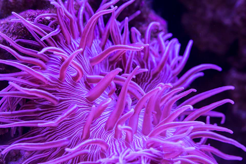 Long Tentacle anemone