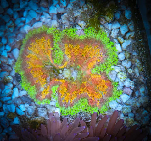 Mini-Maxi Carpet Anemone.