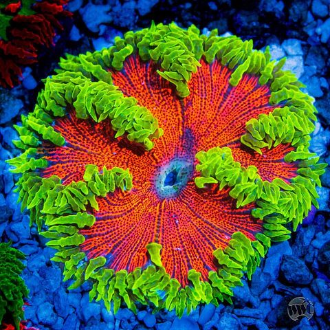 Rock Flower Anemone.