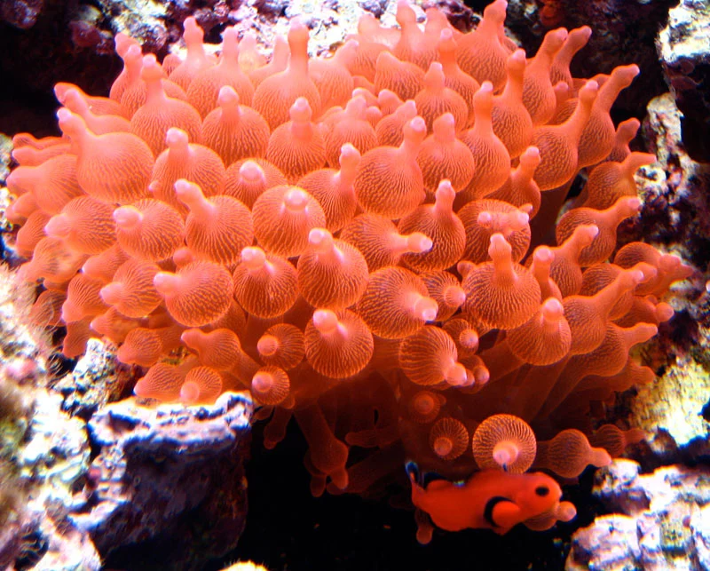 Rose bubble tip anemone.