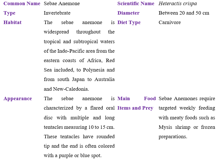 sebae-anemone Table