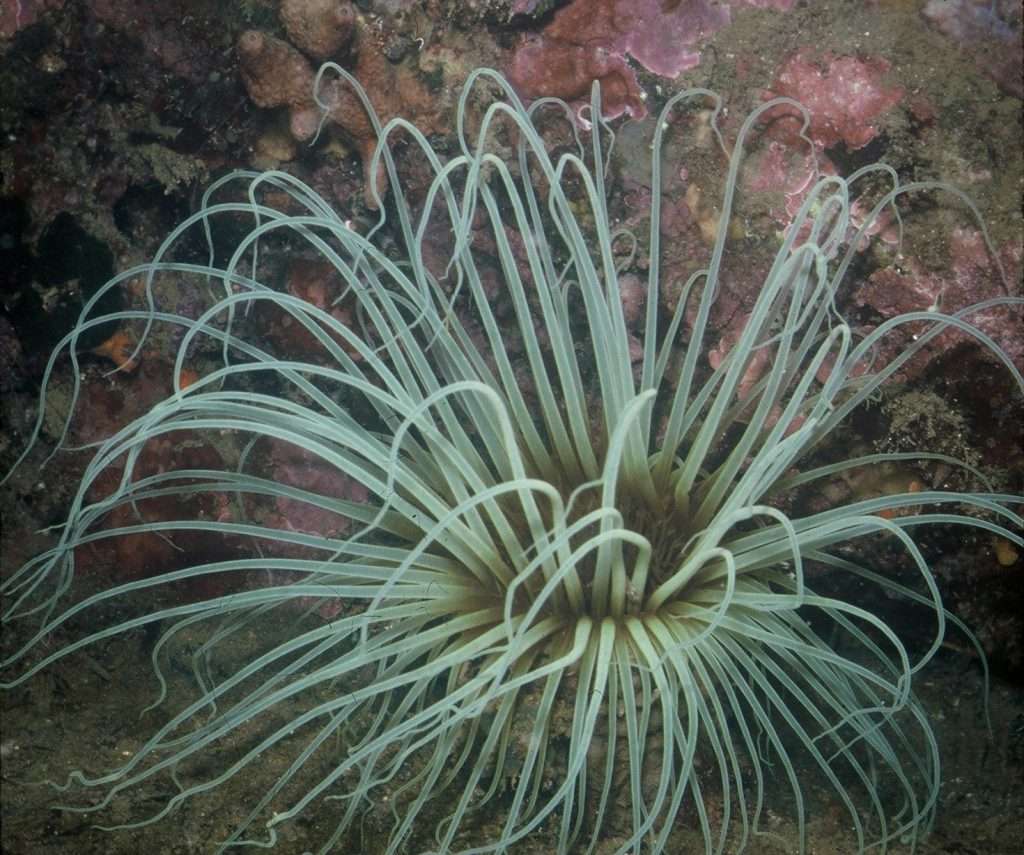 tube anemone