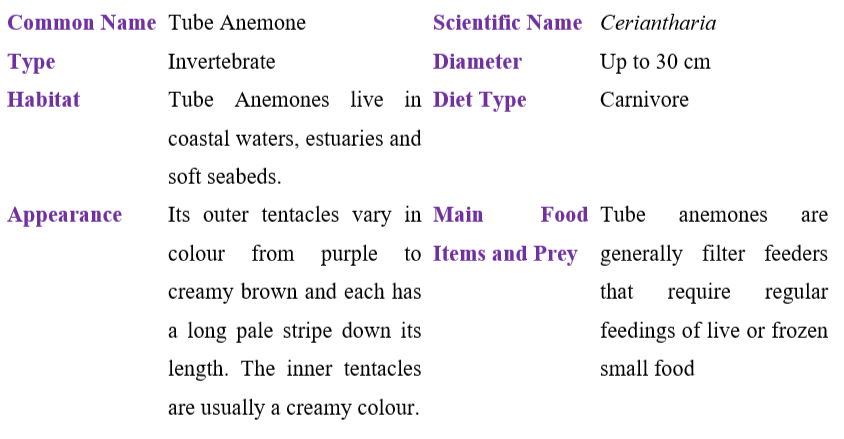 tube anemone table