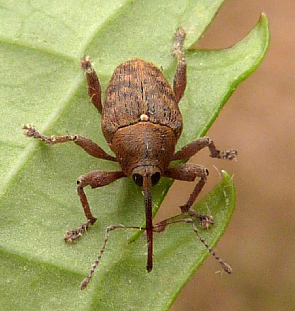 Acorn Weevil Beetle