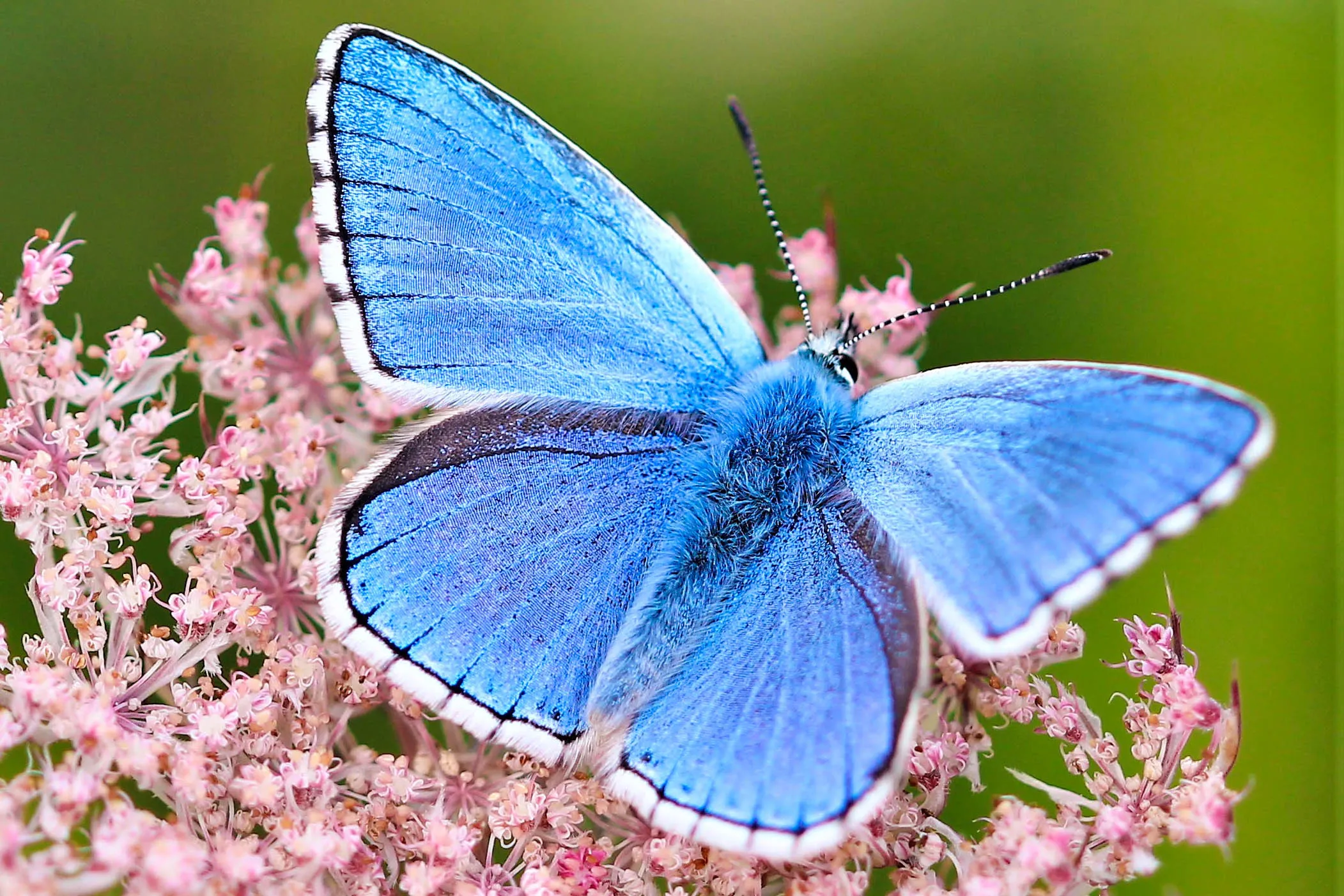 Adonis Blue Butterfly