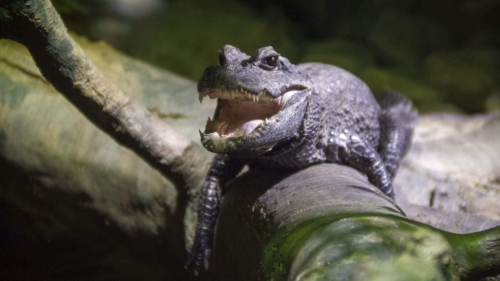 African Dwarf Crocodile