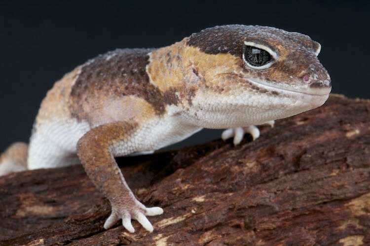 African Fat Tailed Gecko