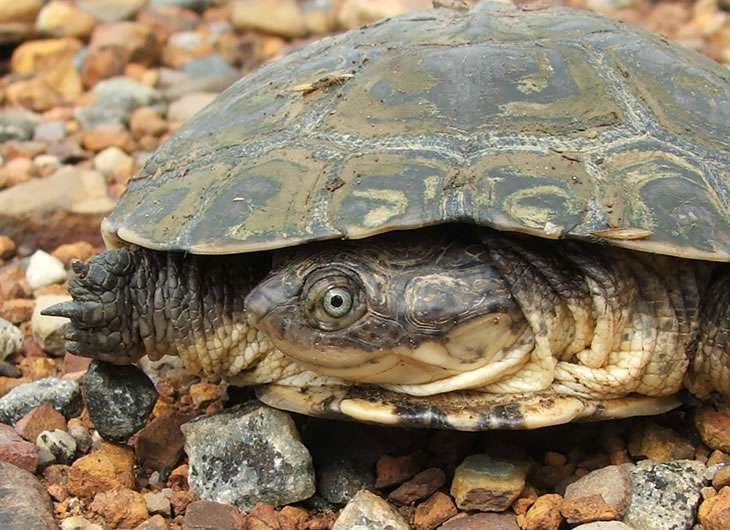 African Helmeted Turtle