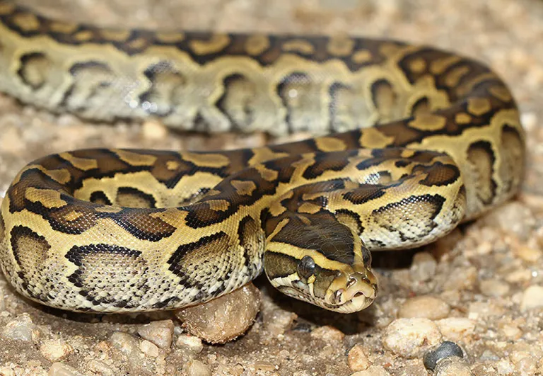 African Rock Python