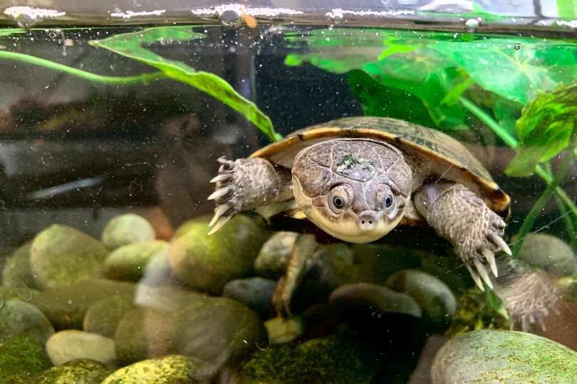African Sideneck Turtle