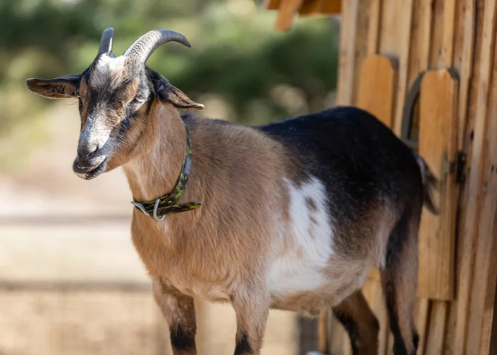 Alpine Goat