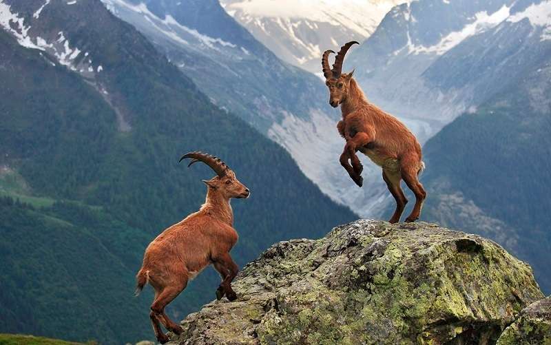 Altai Mountain Goat