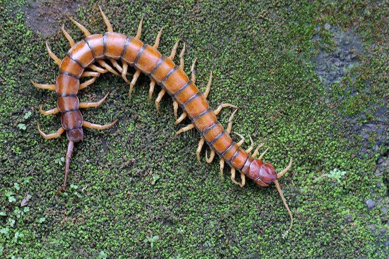 Amazonian Giant Centipede