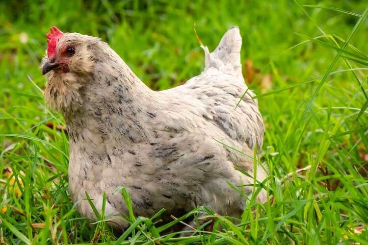Ameraucana Chicken