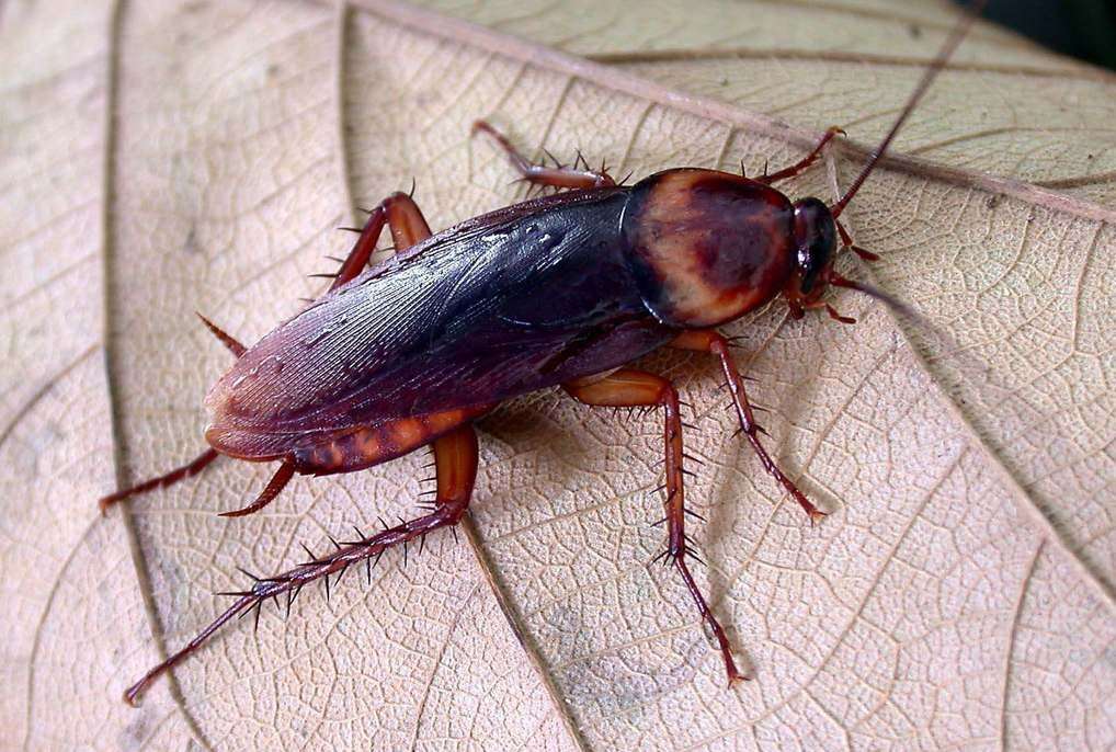 American Cockroach