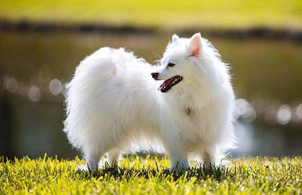 American Eskimo Dog