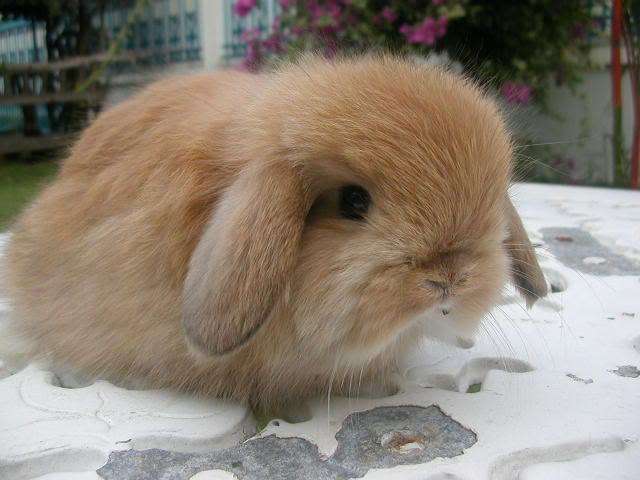 American Fuzzy Lop