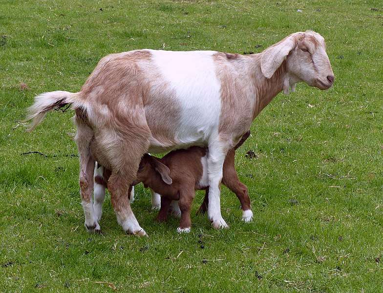 Anglo Nubian Goat