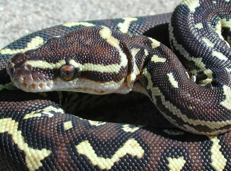 Angolan Python