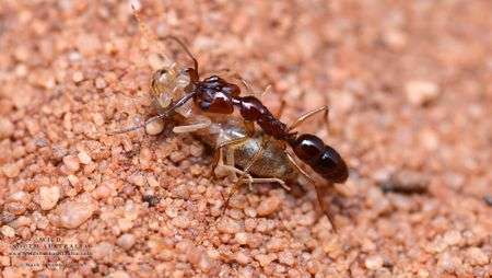 Anochetus