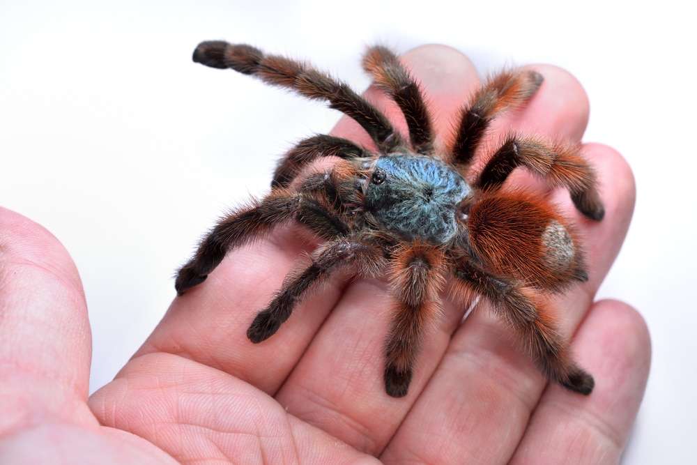 Antilles Pinktoe Tarantula