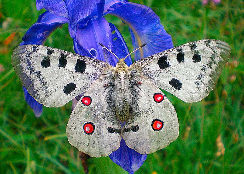 Moth and Butterflies