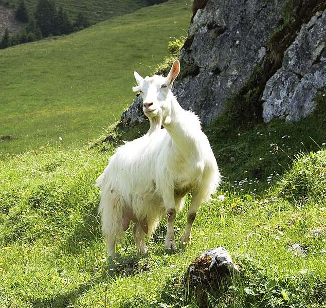 Goats
