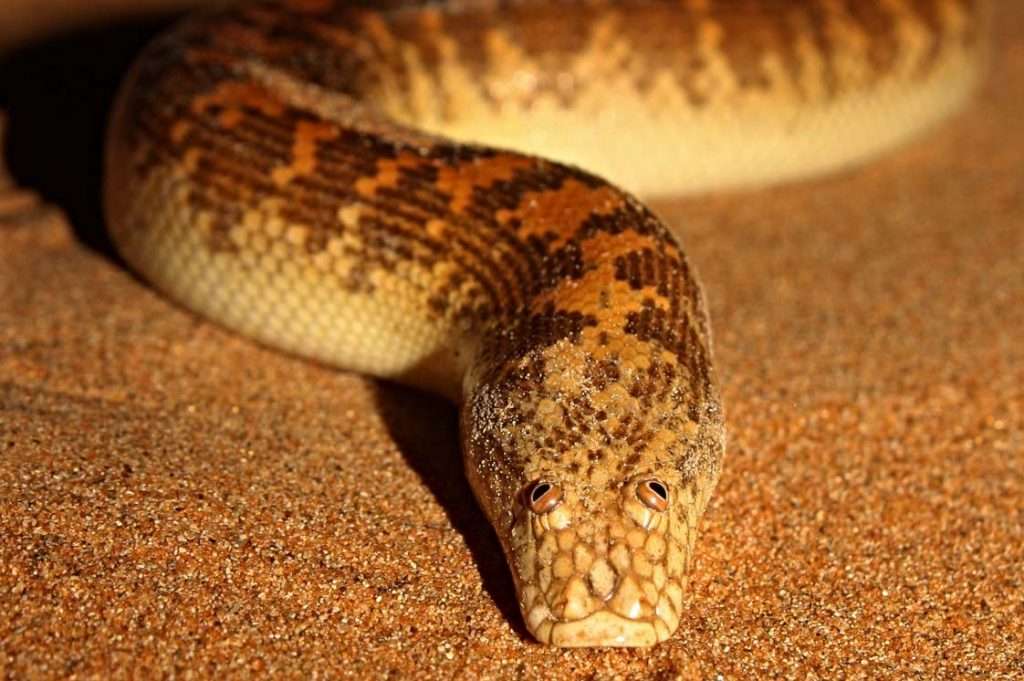 Arabian Sand Boa
