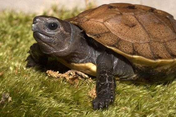 Arakan Turtle