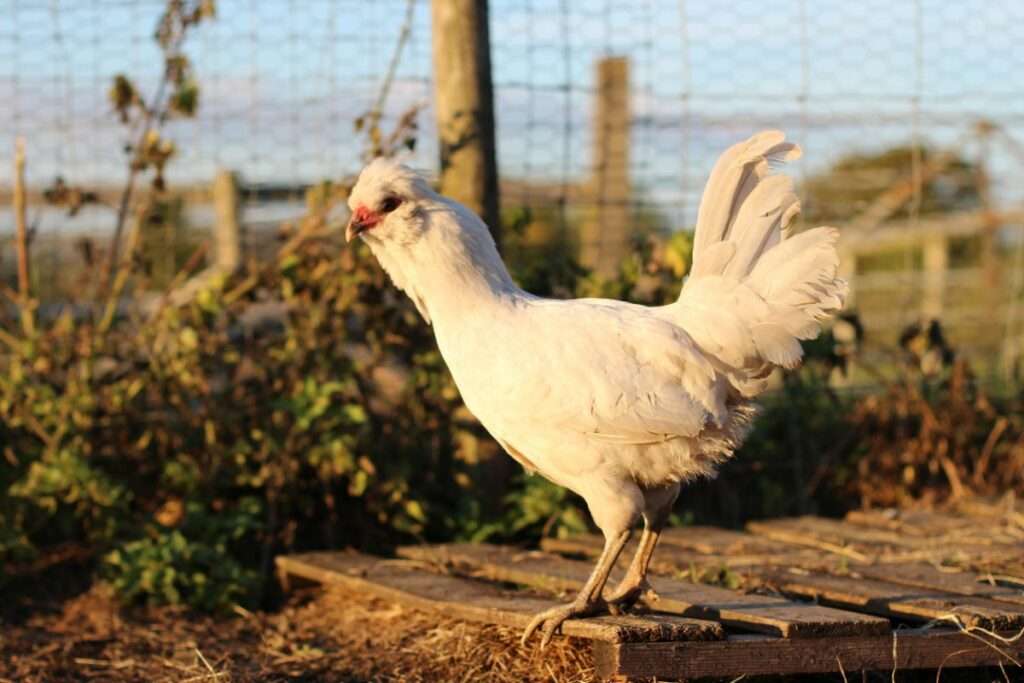 Araucana Chicken