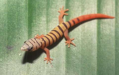 Ashy Gecko