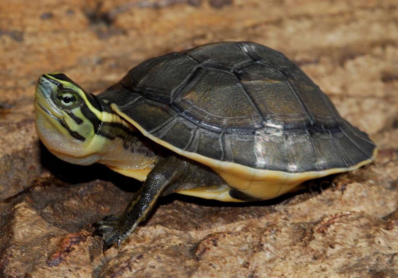 Asian Box Turtle