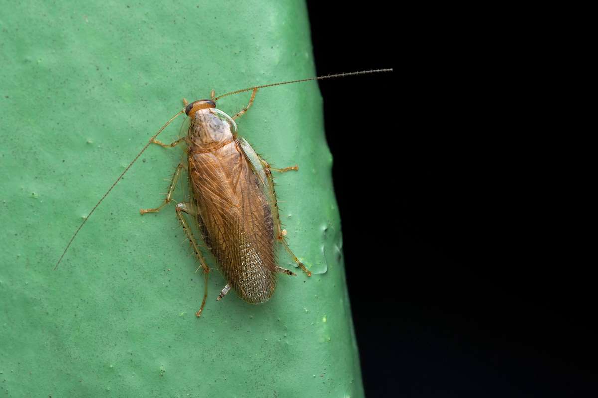 Asian Cockroach