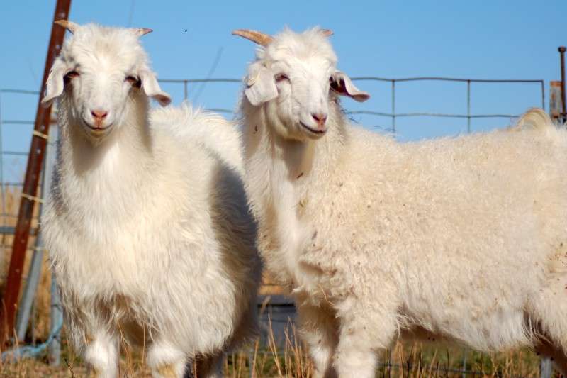 Australian Cashmere Goat