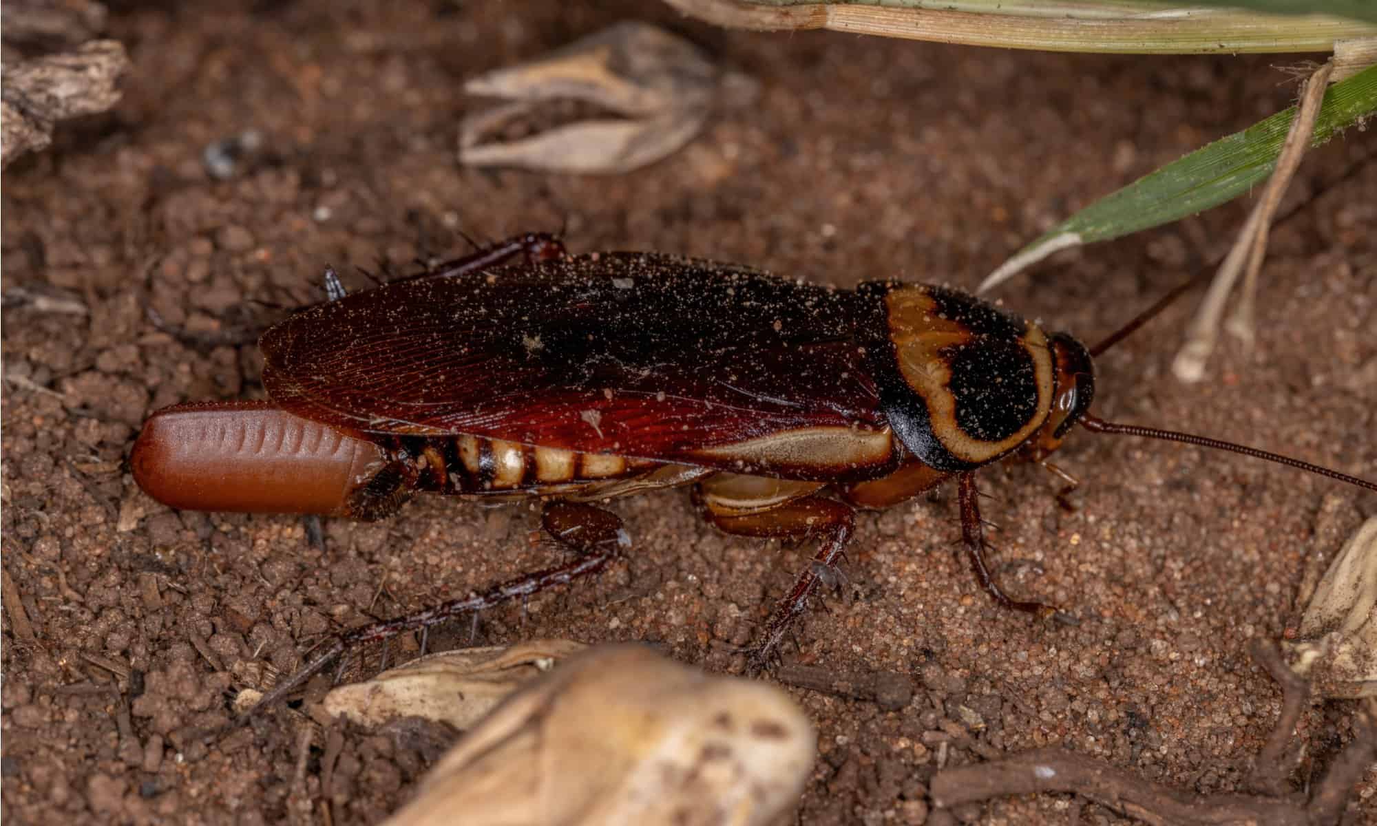 Australian Cockroach