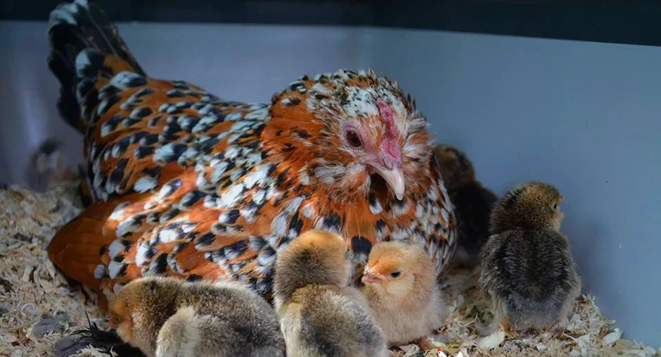 Barbu d'Uccle Chicken